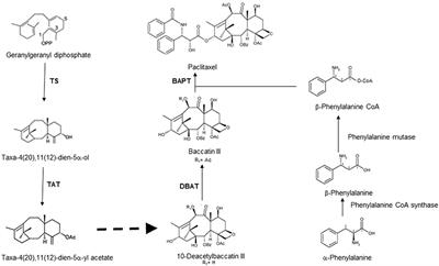 Molecular Approaches to Screen Bioactive Compounds from Endophytic Fungi